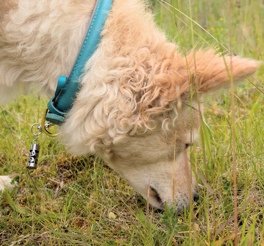 Tick Shield collar charm
